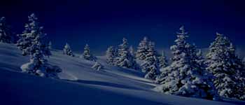 snow covered Pinetrees in Salzburg